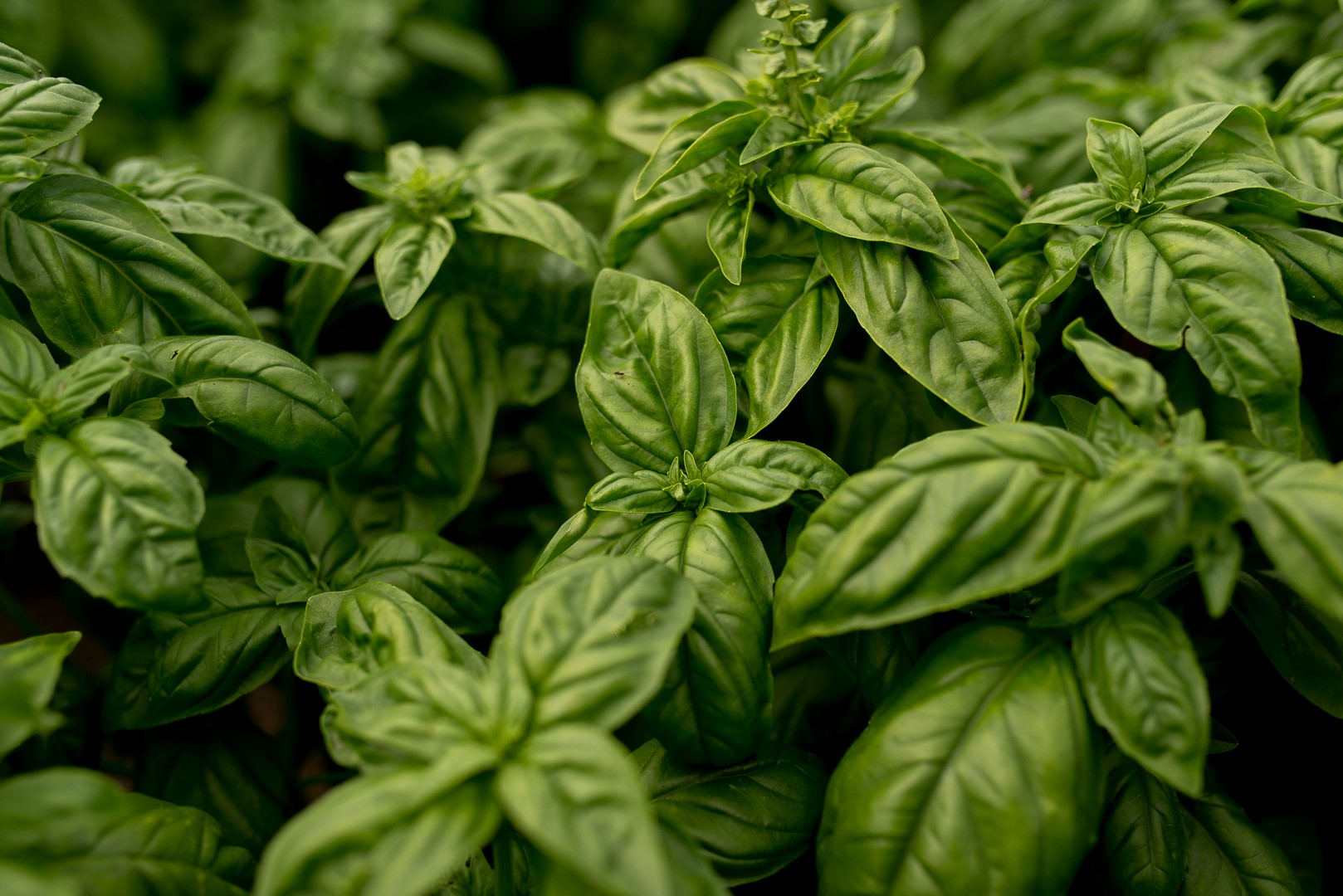 soczyste liście bazylii